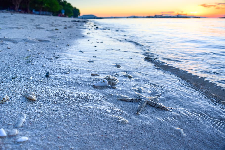 starfish, sand, beach, sunrise, sea, ocean, water, tropical HD wallpaper