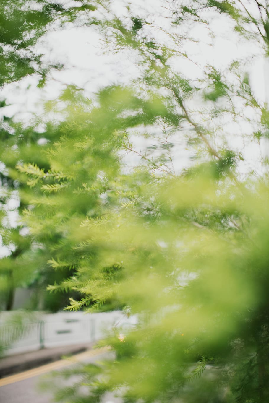 green leafed trees, greenery, nature, looking through foliage, HD wallpaper