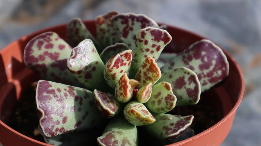 gross, crass, succulent, cactus, plant, green, garden, leaf HD wallpaper