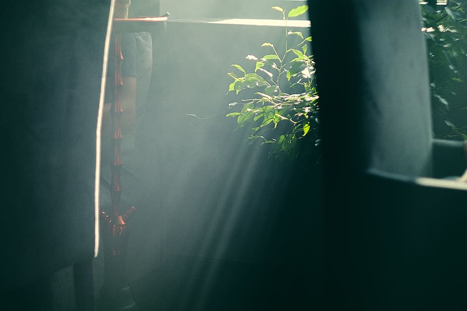 sun, inside, shine, tree, plant, dust, smoke, growth, nature HD wallpaper