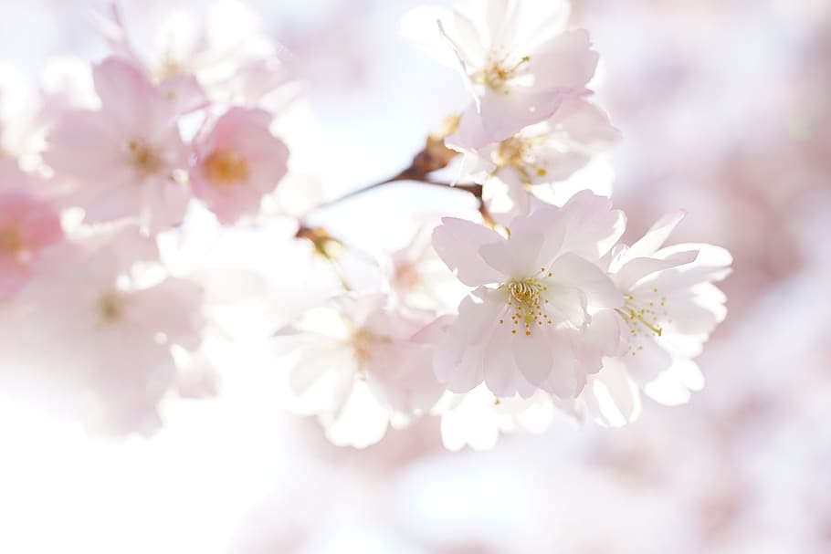 cherry blossoms, petals, nature, tree, spring, sakura, bloom HD wallpaper