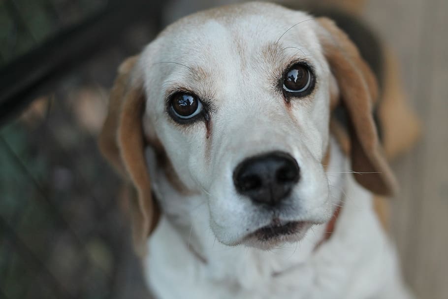 beagle, dog, bitch, portrait, dog eyes, canine, one animal HD wallpaper