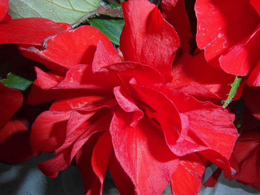 begonia, flower, red, nature, the petals, flowering plant, beauty in nature HD wallpaper