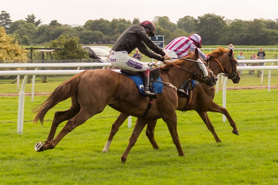 race, racing, course, horse, riding, ride, human, activity HD wallpaper