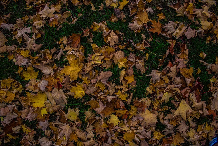canada, peterborough, change, autumn, plant part, leaf, leaves HD wallpaper