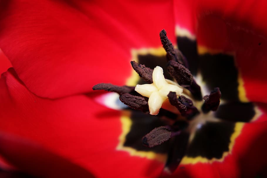 Red close. Тычинки тюльпана макро. Красный цветок с тычинкой. Тычинки тюльпана крупным планом фото. Тычинки у тюльпана фото.