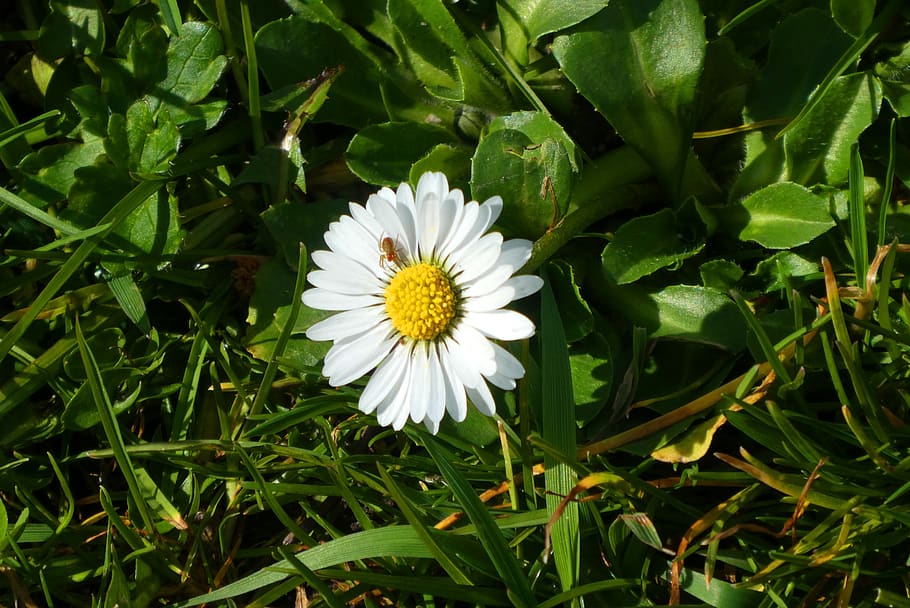 daisy, grass, spring, meadow, flower, vegetable, bloom, flowering plant HD wallpaper
