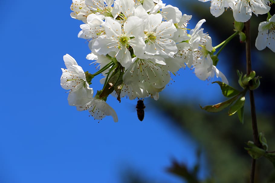 cherry blossom, bee, nature, spring, tree, insect, garden, cherry tree HD wallpaper