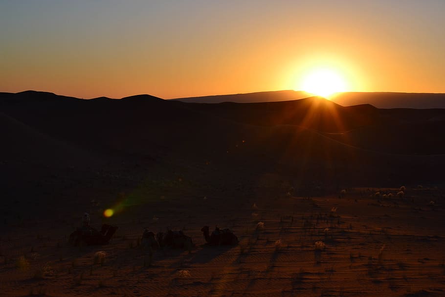 morocco, couché de soleil, desert, sunset, chameau, camel HD wallpaper