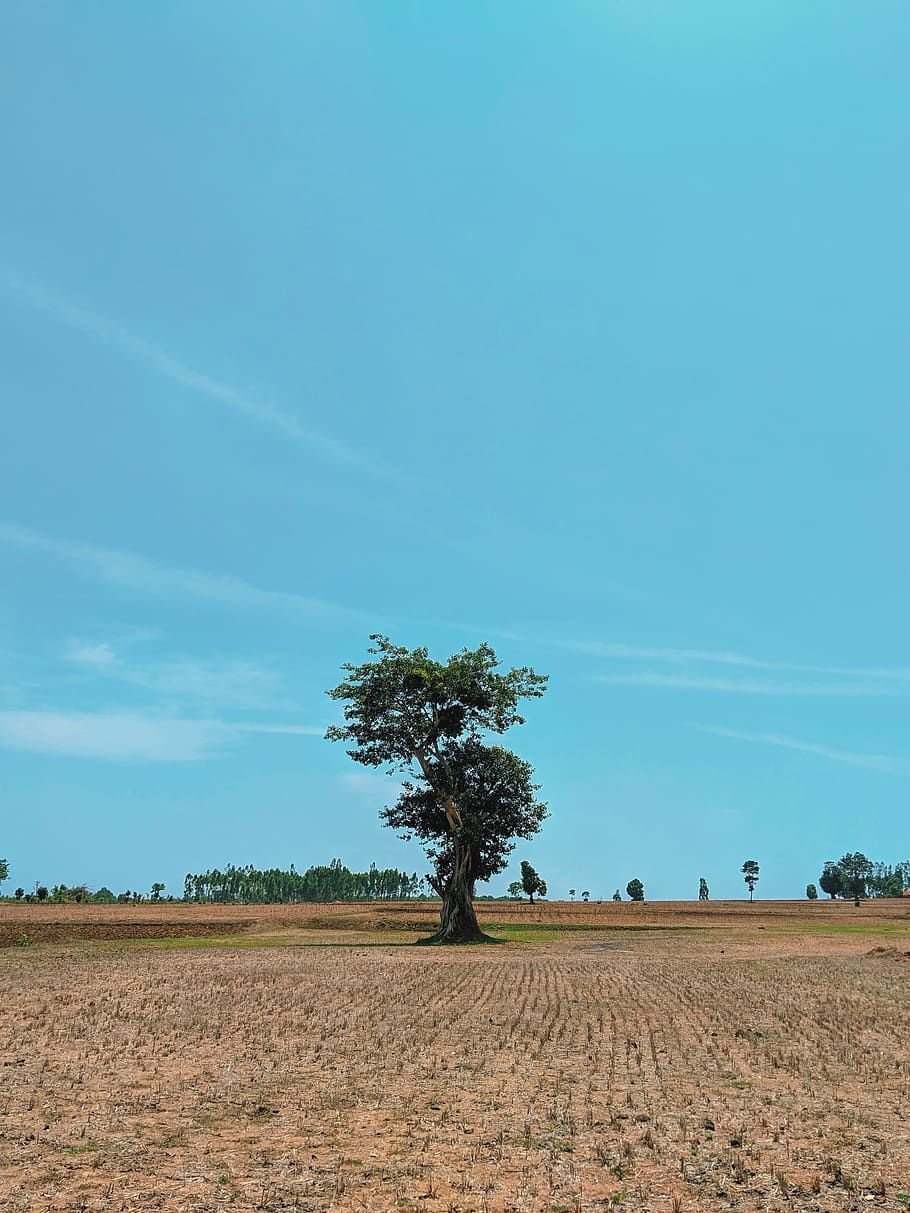 plant, tree, field, nature, outdoors, grassland, savanna, vegetation HD wallpaper