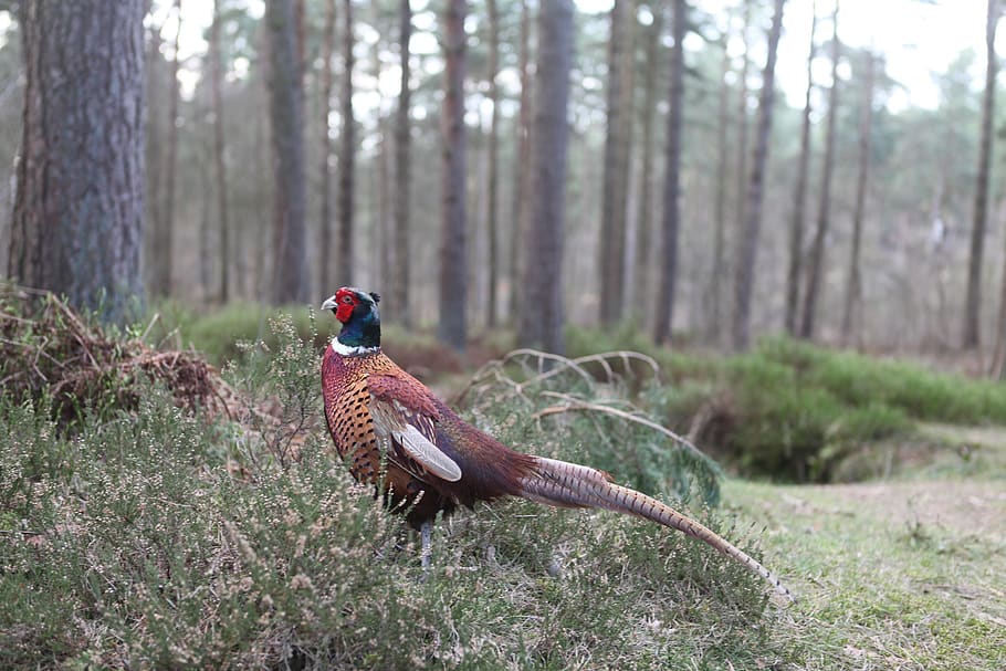 pheasant, woods, bird, tree, animal themes, vertebrate, plant, HD wallpaper