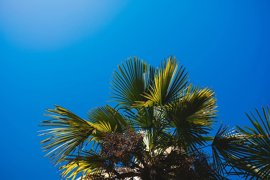 Low Angle Photography of Palm Leaves, blue sky, environment, low angle shot HD wallpaper