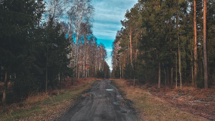 sunset, sunny, forest, nature, road, winter, cold, trails, trees HD wallpaper