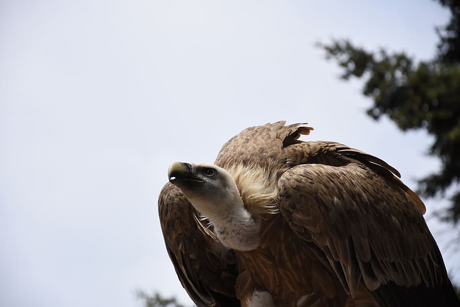 brown vulture, bird, animal wildlife, animals in the wild, animal themes HD wallpaper