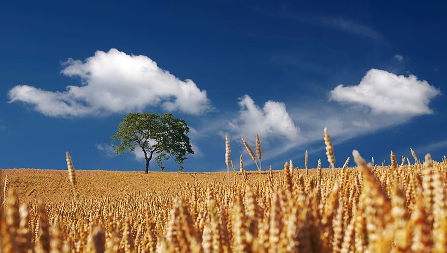 Trees on Yellow Wheat Field Under Blue Sky, clouds, nature, plant HD wallpaper