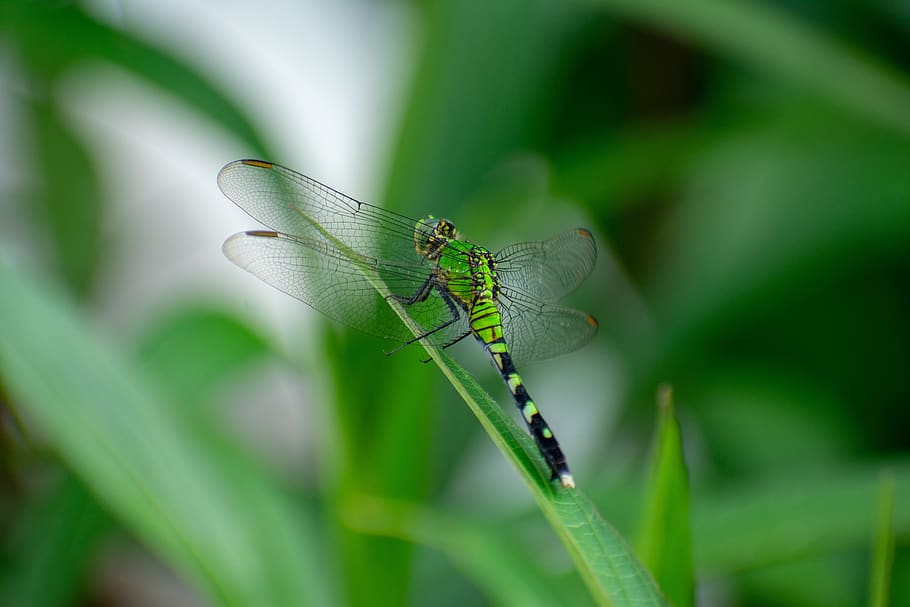 dragonfly, nature, insect, summer, wing, natural, bug, green HD wallpaper