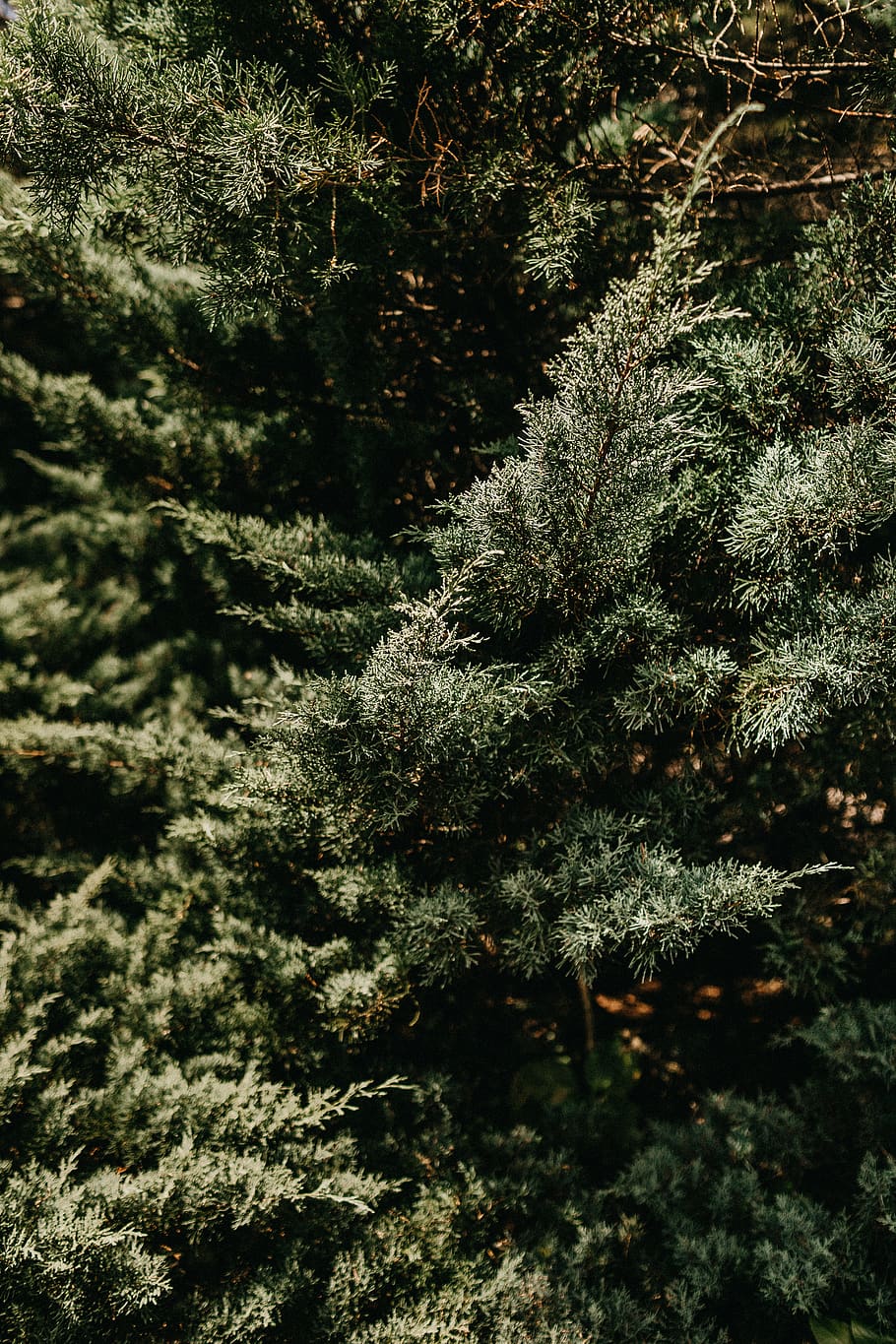 green trees during daytime, plant, growth, no people, beauty in nature HD wallpaper