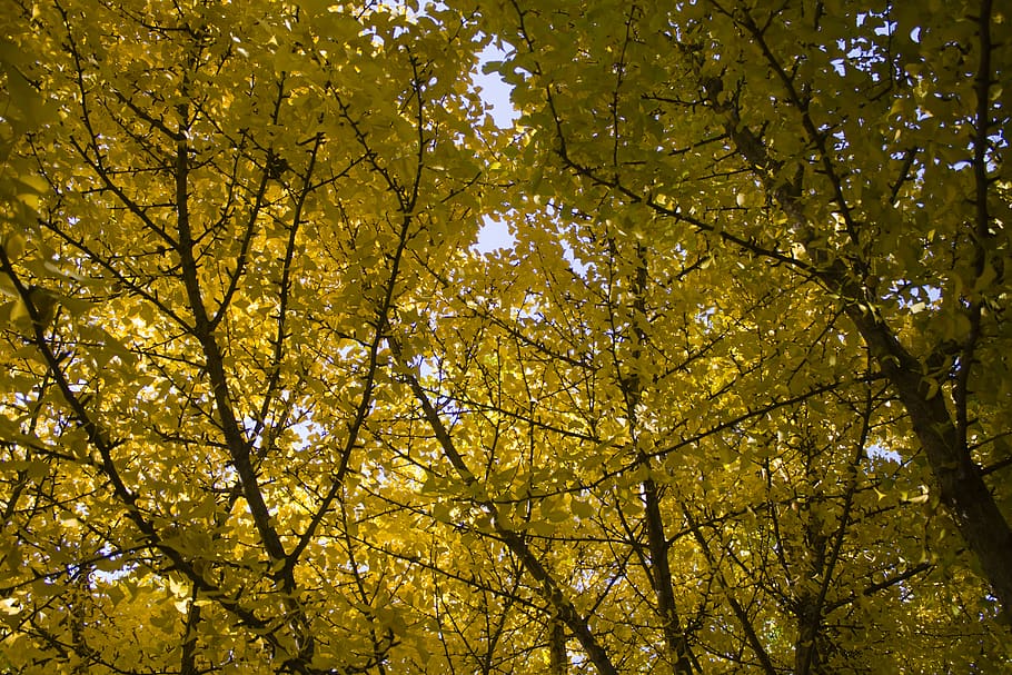 HD wallpaper: united states, lisle, morton arboretum visitor center ...