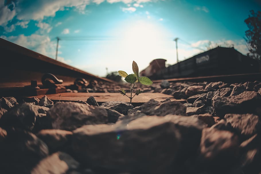 wall.e, planta, trem, linhadetrem, train, tree, serjosoza, canon HD wallpaper