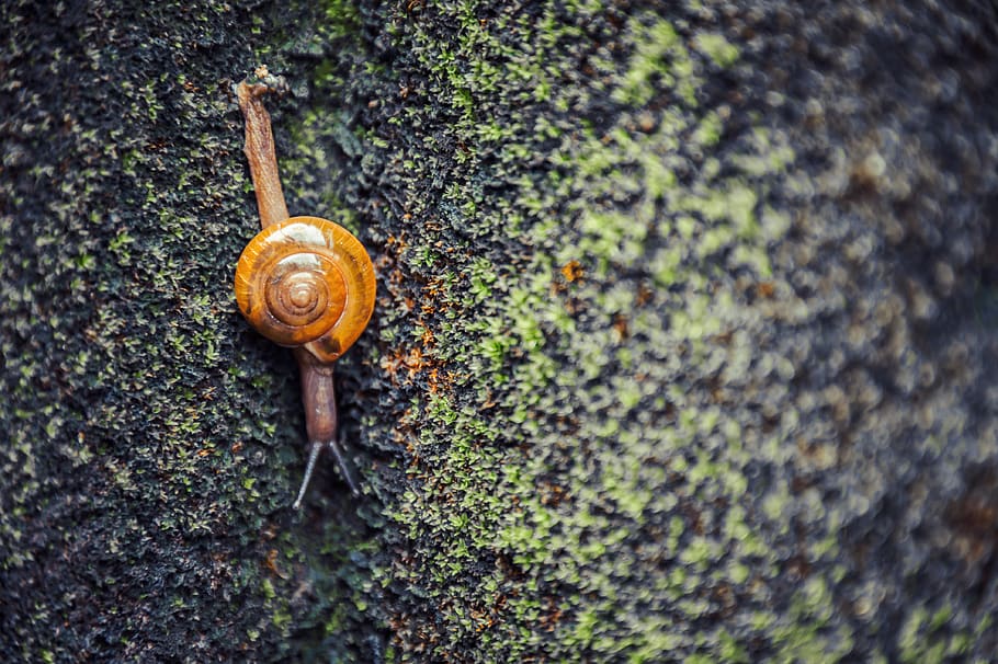 Brown Snail, gastropod, little, mollusk, shell, slimy, slow, spiral, HD wallpaper