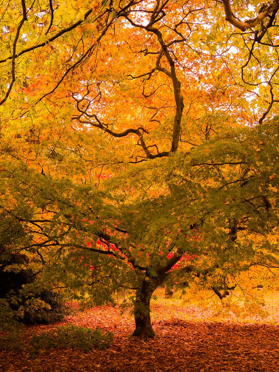 trees during daytime, autumn, plant, change, orange color, land HD wallpaper