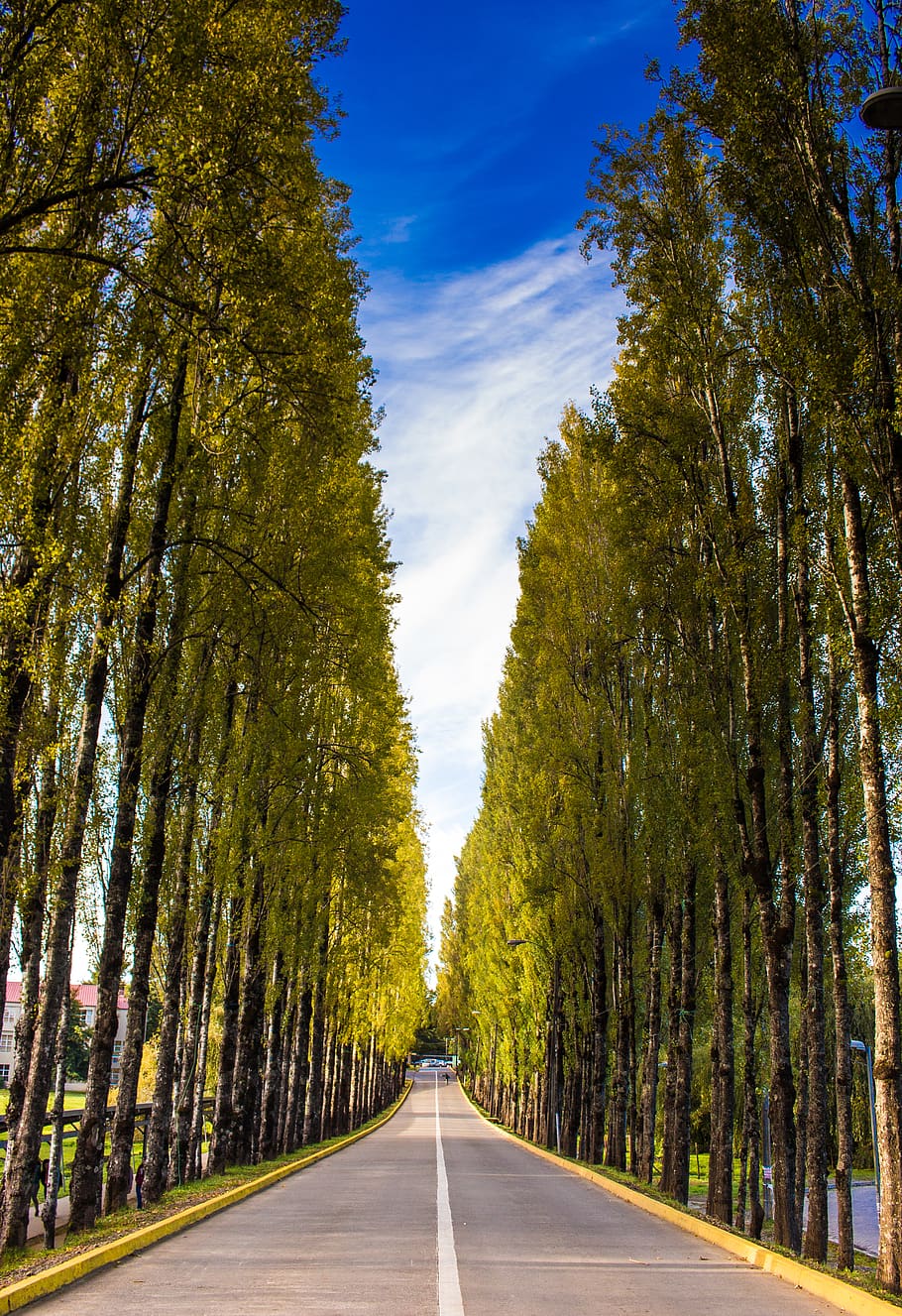 Straight Road Surrounded With Trees, perspective, direction, the way forward HD wallpaper