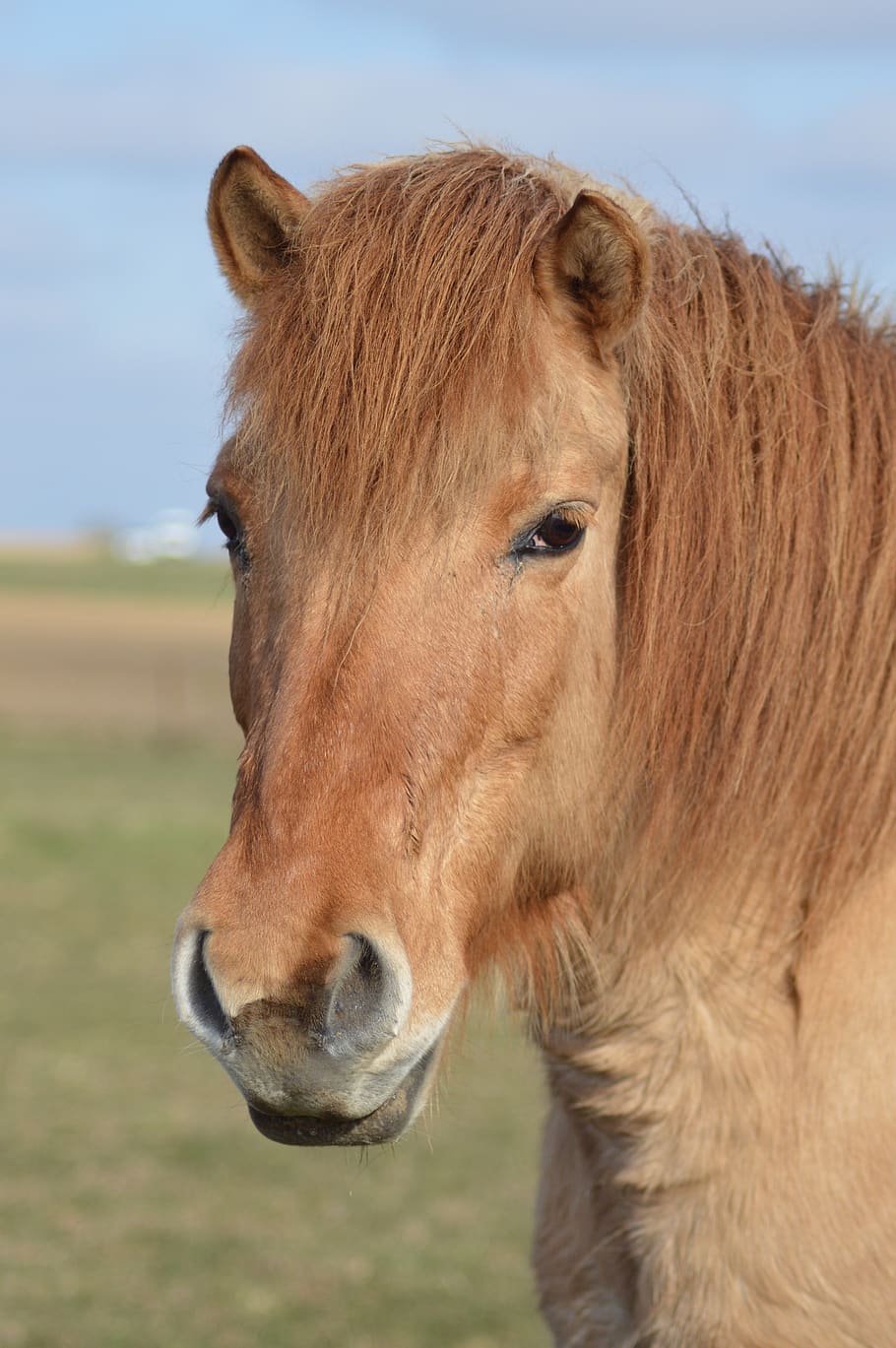 horse, mare, mane, portrait, pastures, animal, mammal, animal themes HD wallpaper