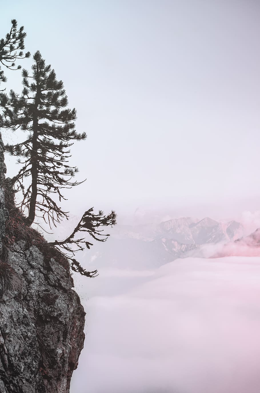Trees on Cliff, 4k wallpaper, cold, conifer, daylight, desktop wallpaper HD wallpaper