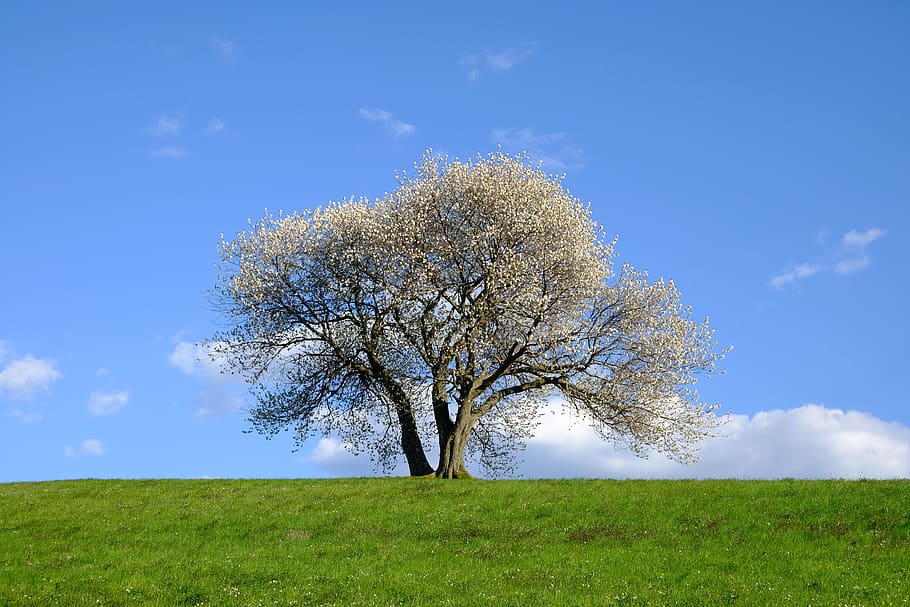 nature, landscape, tree, blossom, flowers, contrast heaven-earth HD wallpaper