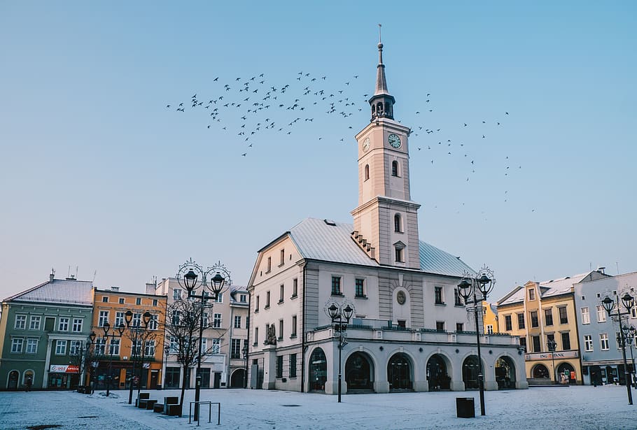 gliwice, the market, the town hall, birds, architecture, poland