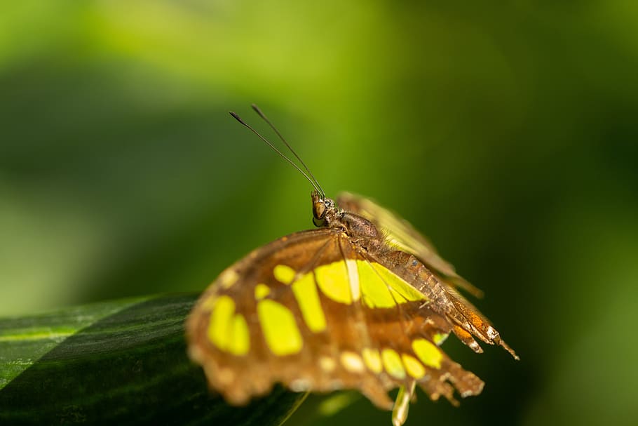 butterfly, insect, leaf, macro, wing, plant, nature, invertebrate HD wallpaper