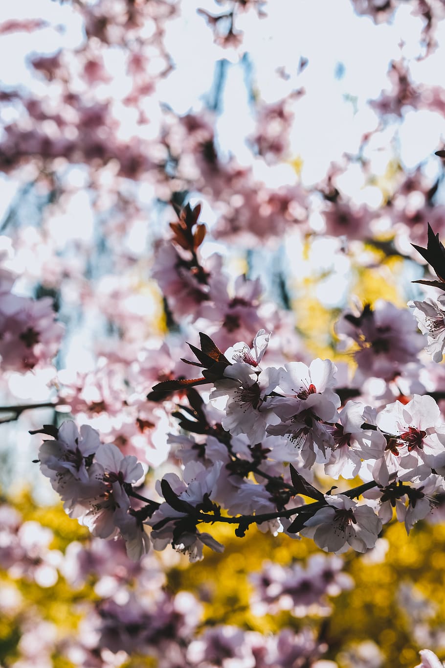 white-petaled flowers, plant, blossom, cherry blossom, spring HD wallpaper