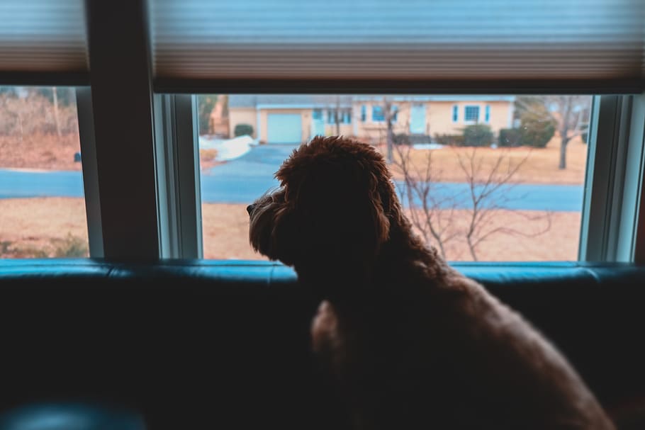 brown dog, one animal, pets, mammal, domestic, domestic animals HD wallpaper