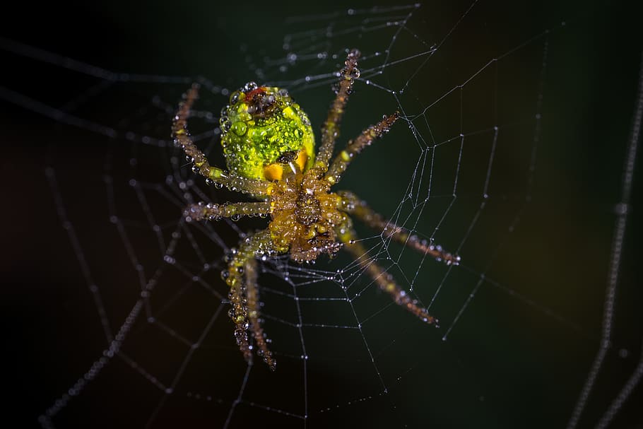 Yellow and Green Spider, arachnid, blur, close-up, cobweb, creepy HD wallpaper