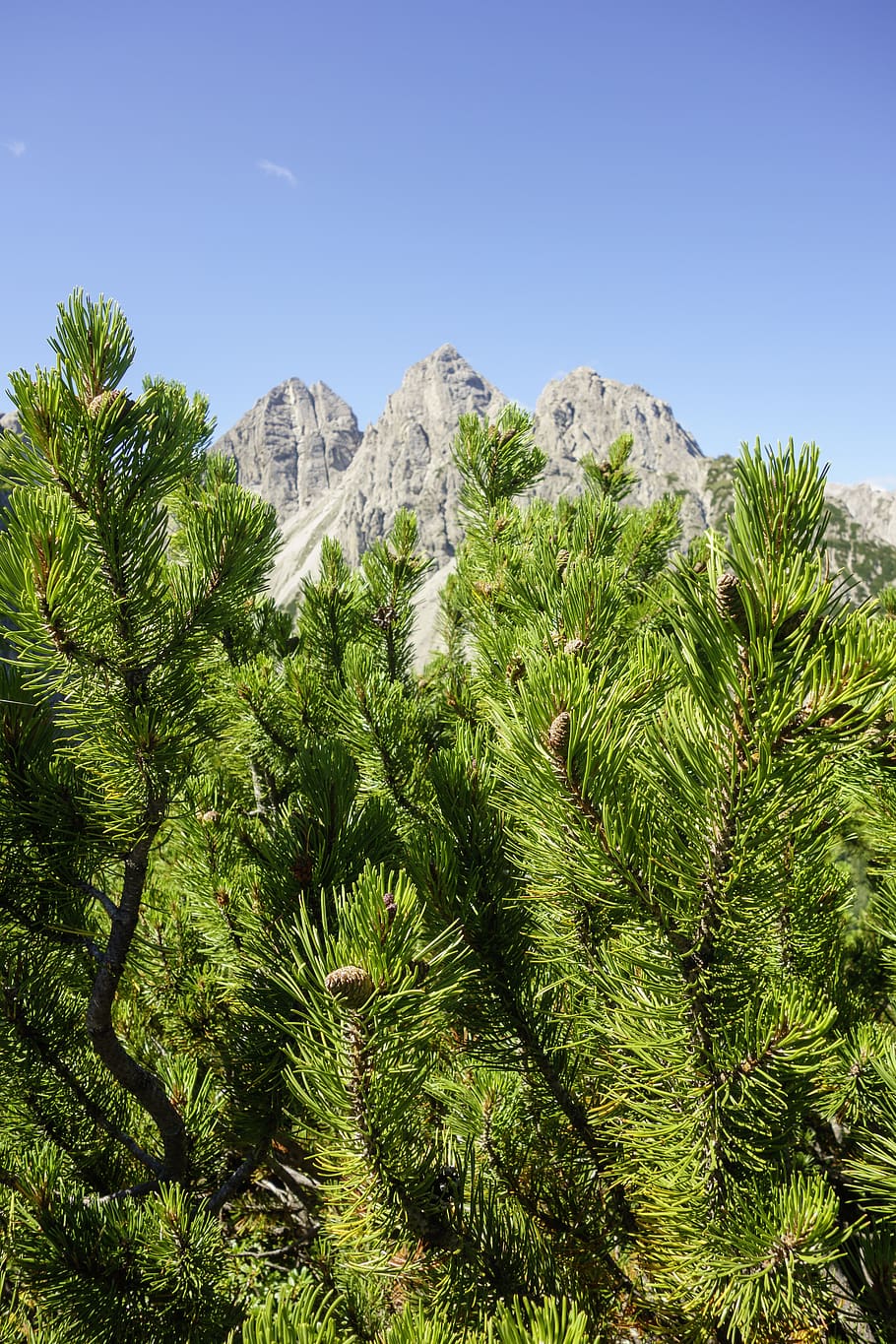 pine, plant, landscape, alm, mountains, alpine, tree, growth HD wallpaper