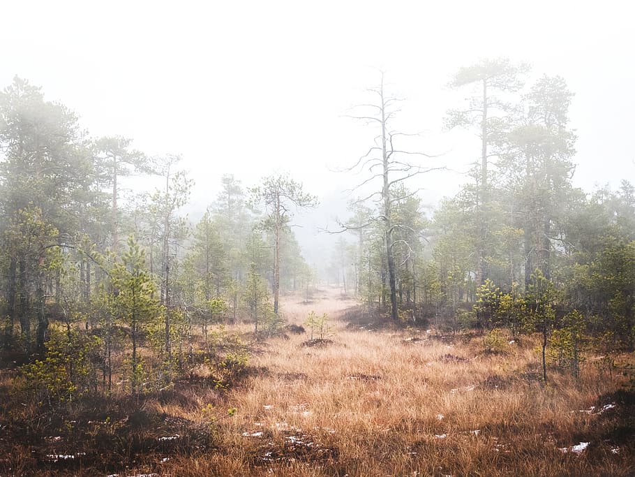 green-leafed trees, nature, weather, outdoors, fog, ground, mist HD wallpaper