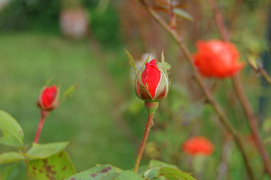 bud, pink, button, flower, spring, garden, red, plant, growth HD wallpaper