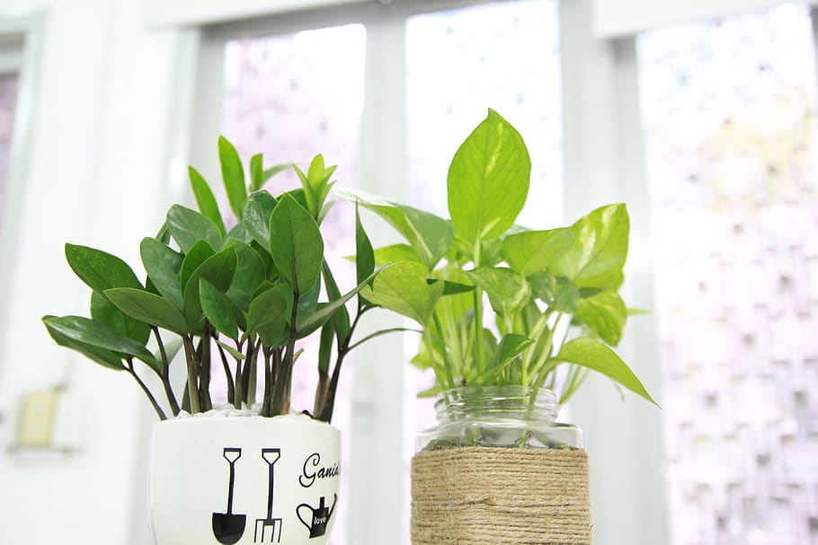 Two Green Leaf Potted Plants Near Wall, bright, close-up, daylight HD wallpaper