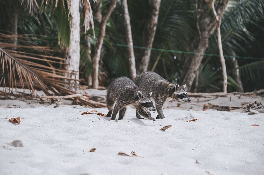 two raccoons walking on sands, mammal, animal, wallaby, kangaroo, HD wallpaper