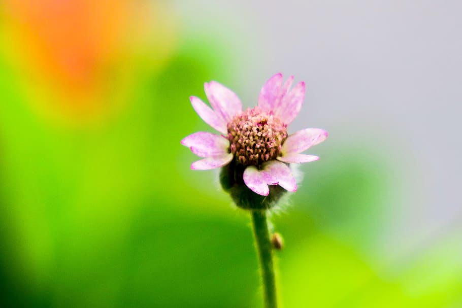 feather mount daisy, nature, flower, leaf, plant, outdoor, petal HD wallpaper