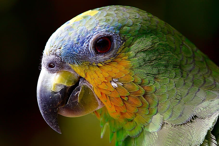 parrot, macaw, bird, amazon, head, closeup, green, exotic bird, HD wallpaper