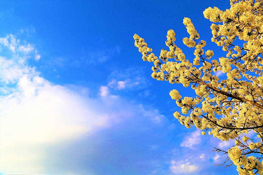 flower, spring, nature, plant, beautiful, white, tree, color HD wallpaper