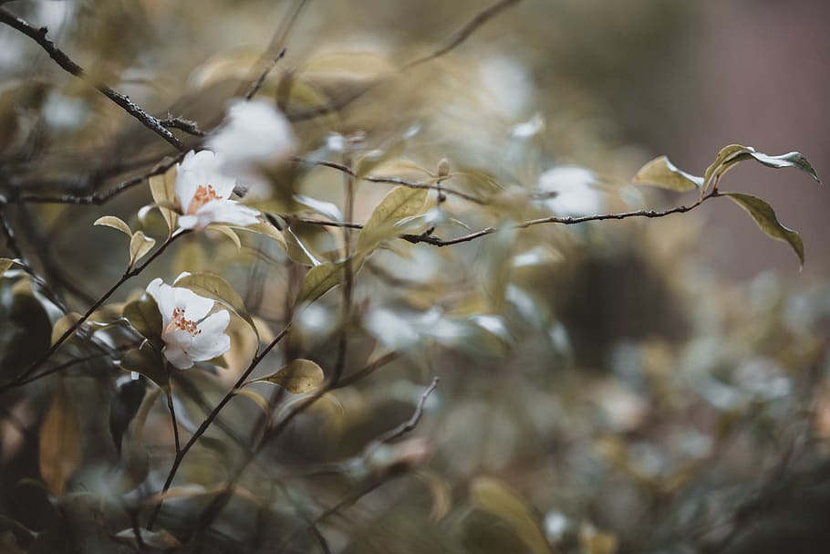white flowers, plant, blossom, animal, bird, petal, grey, geranium HD wallpaper