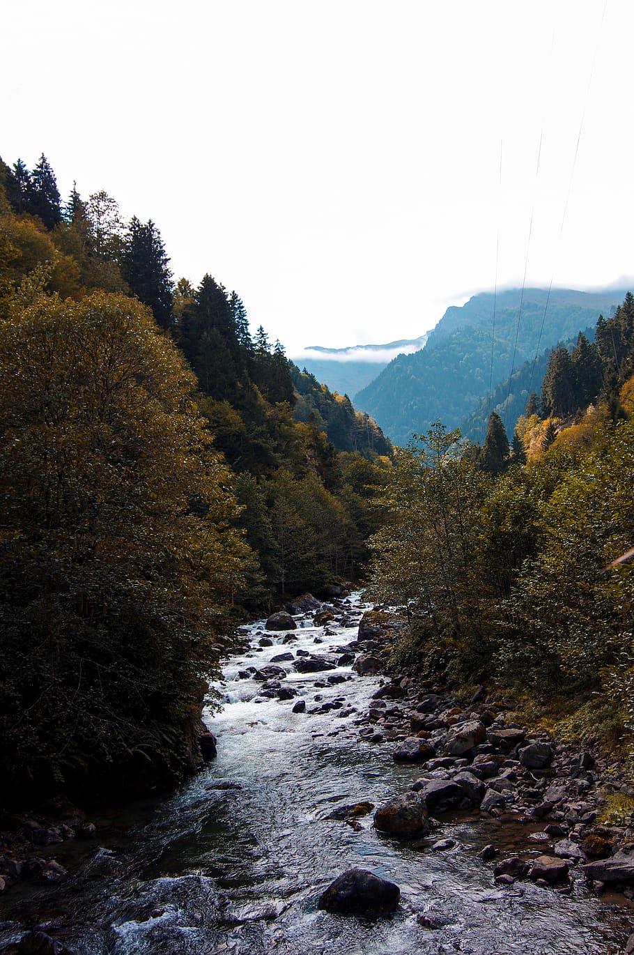 dd, storm, forest, green, streaming, tree, autumn, rize, valley HD wallpaper