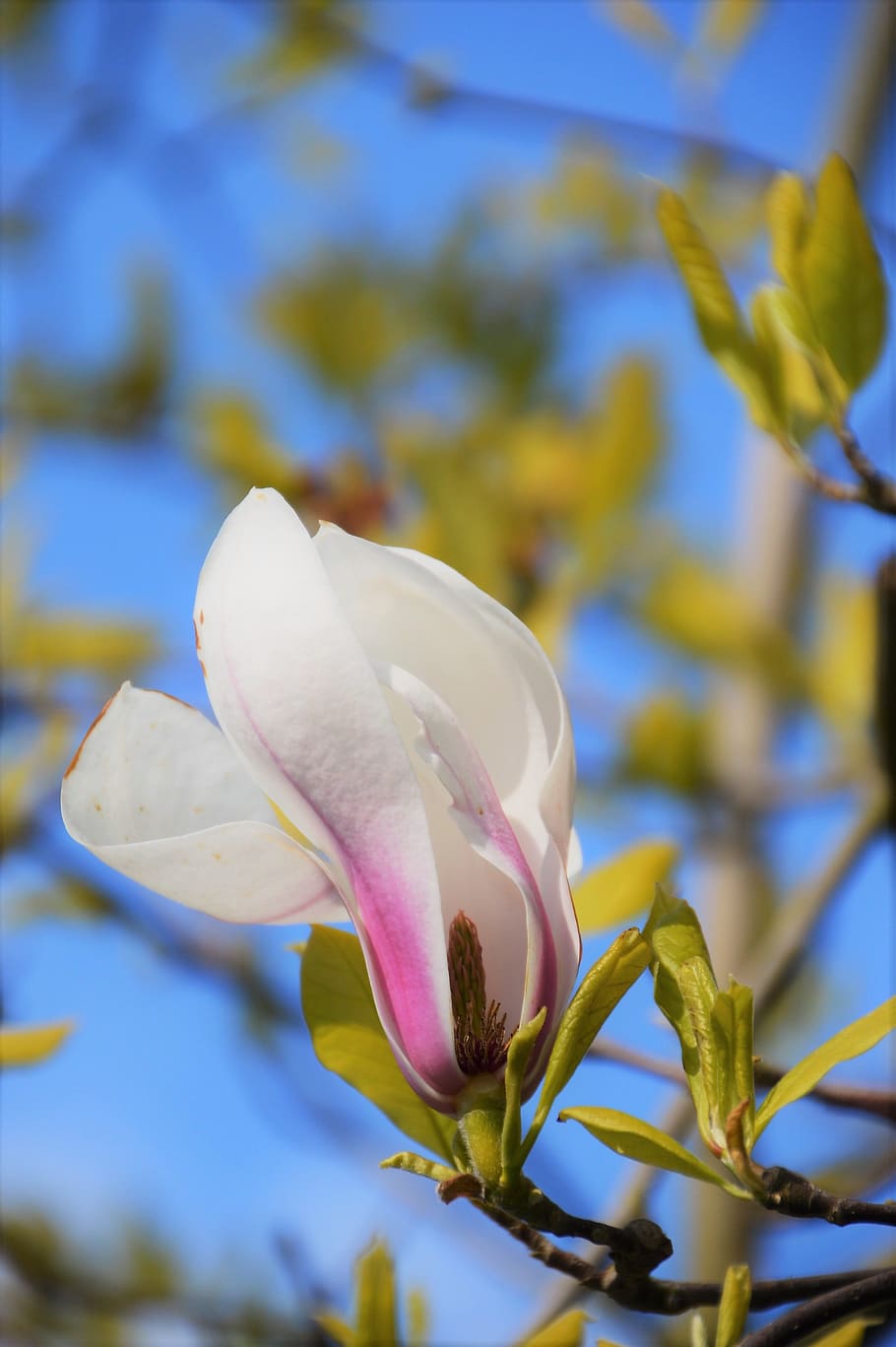magniolia de soulanges, tree, spring, botany, petals, pink HD wallpaper
