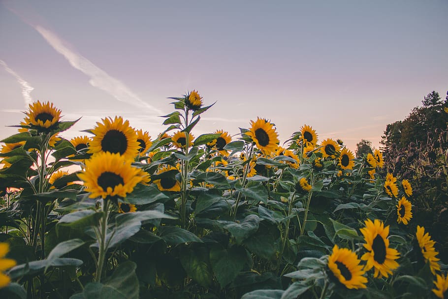 sunflowers under gray sky, flowering plant, yellow, growth, beauty in nature HD wallpaper