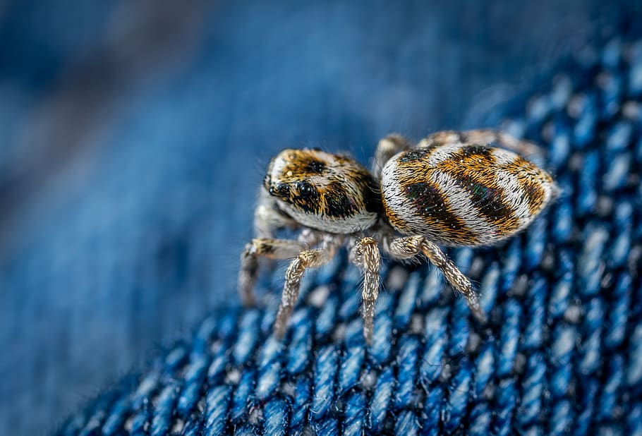 Shallow Focus of Brown Spider, animal, arachnid, close-up, macro HD wallpaper