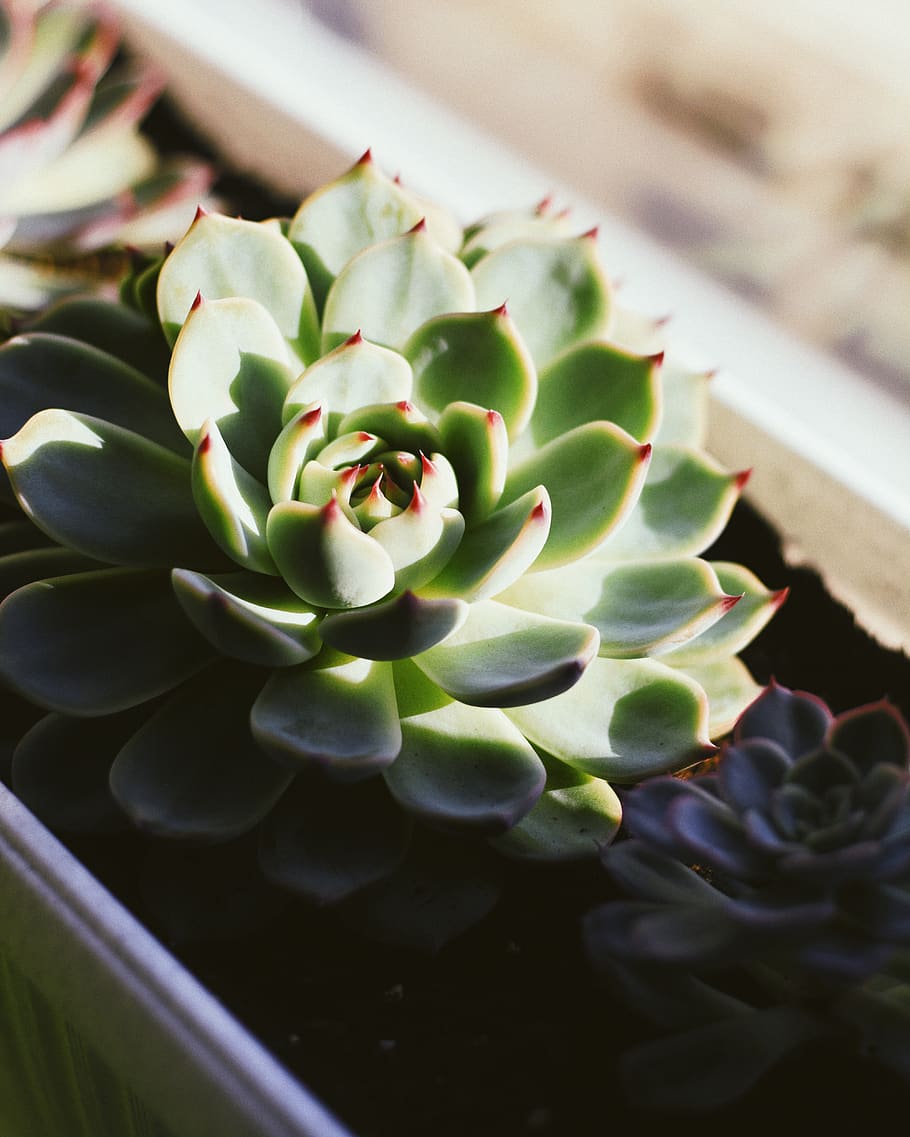 succulent, flower, flora, botanical, glare, bokeh, wallpaper HD wallpaper