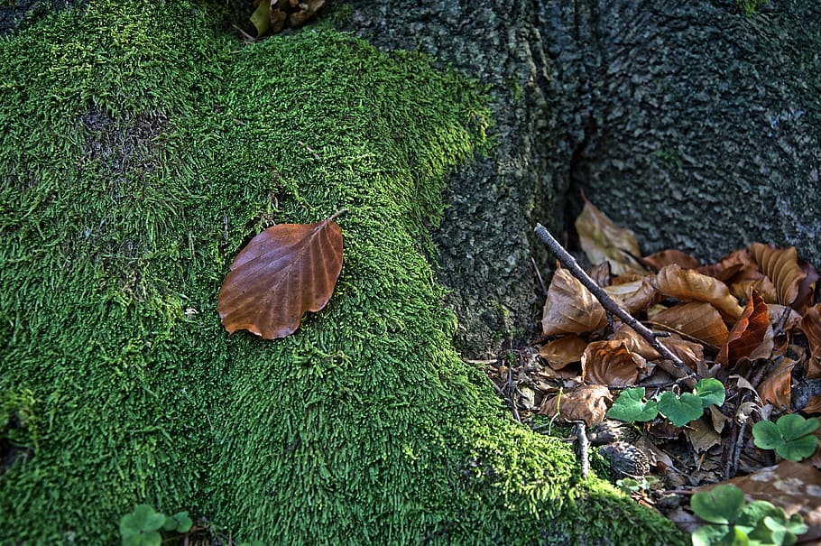 leaf, moss, macro, closeup, green, nature, forest, moss forest, HD wallpaper