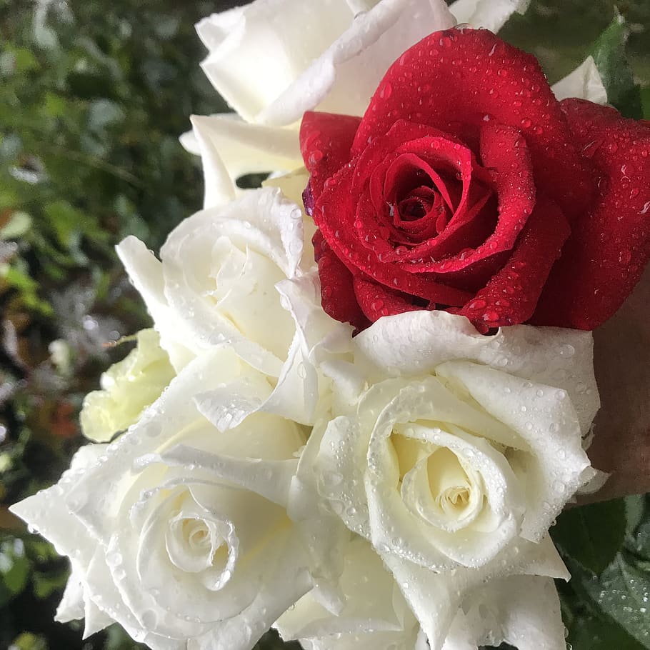nature, flowers, rain, rain drops, white and red, roses, rose - flower